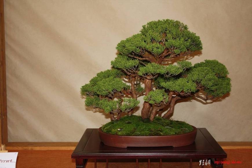 ArcoBonsai%202009%20%2854%29.jpg