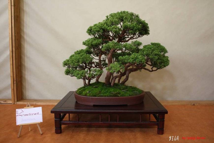 ArcoBonsai%202009%20%28114%29.jpg