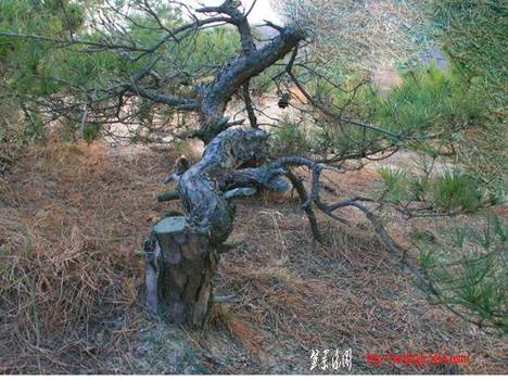 Ƭ 087.jpg
