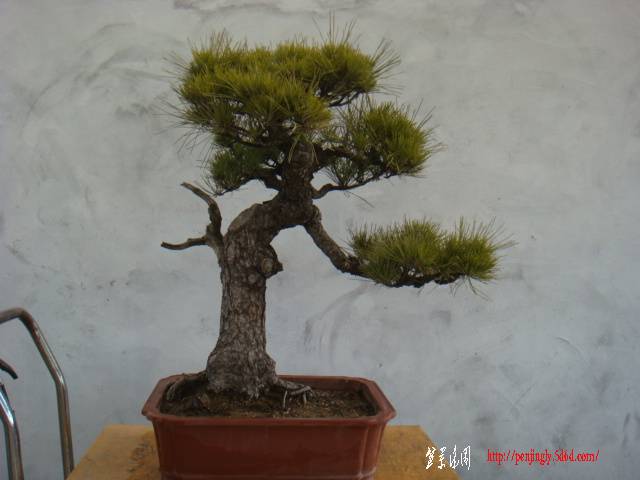 DSC07832.JPG