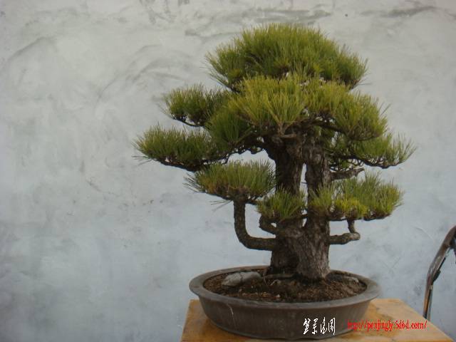 DSC07837.JPG