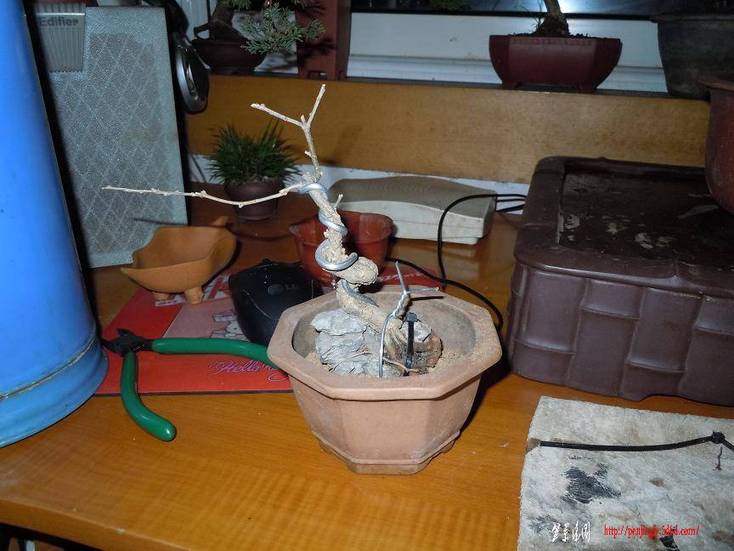 DSCN0921.jpg