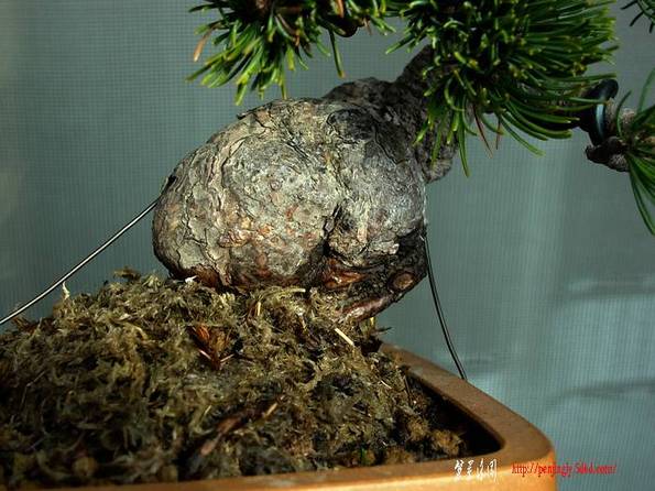 DSCN4458.jpg1.jpg