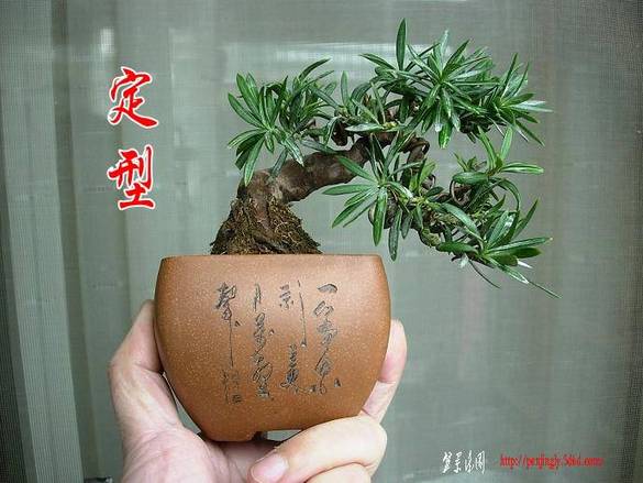 DSCN4508_conew11.jpg