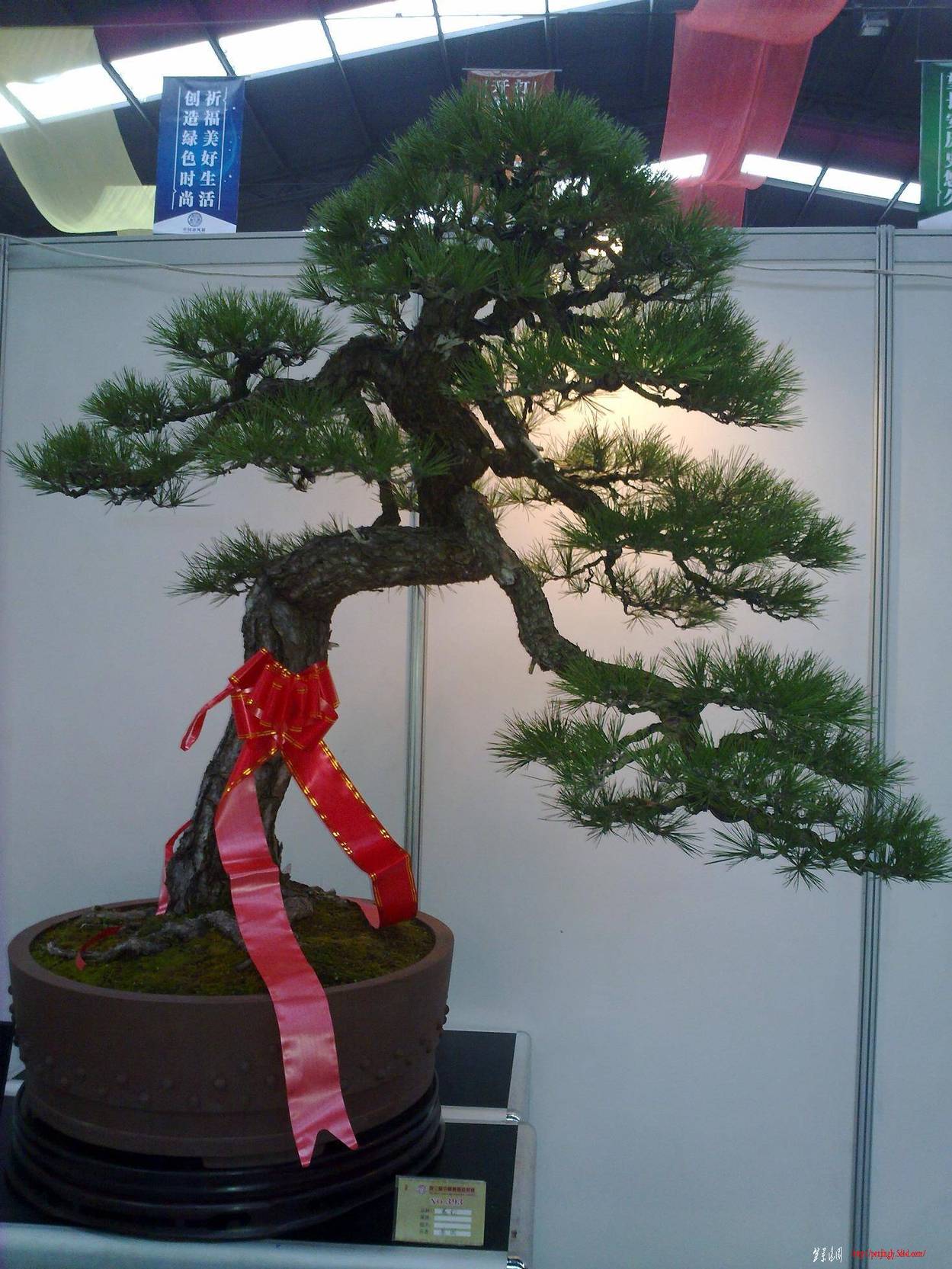 20101001264.jpg