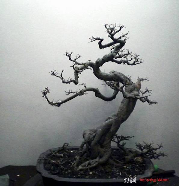 CIMG0677+.jpg