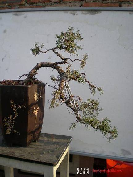 2007辰ͼƬ 031.jpg