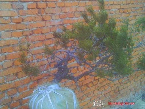 IMAG0008.JPG