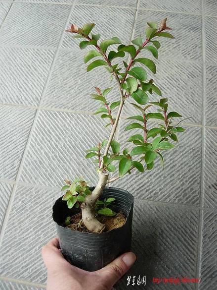 DSCN3016.JPG