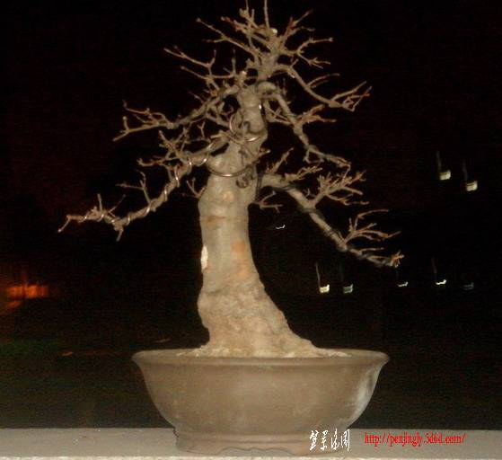 СǷ1139.jpg