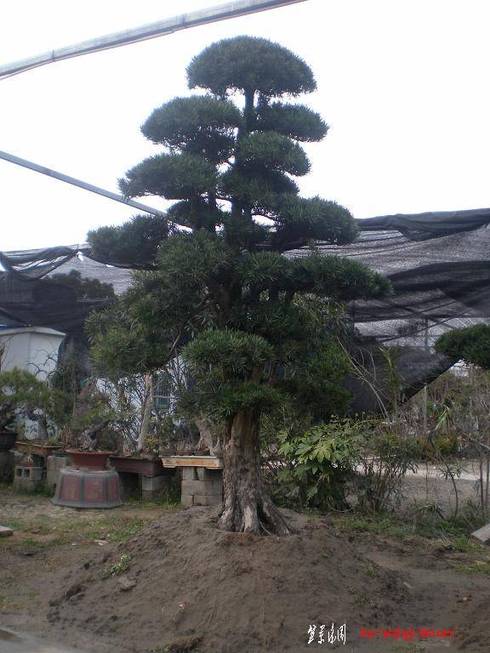 SANY1230.jpg