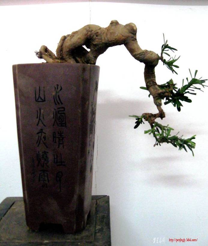 Ƭ 14196.jpg