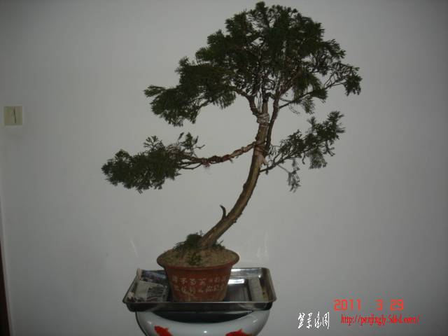 龙柏2 (2).JPG