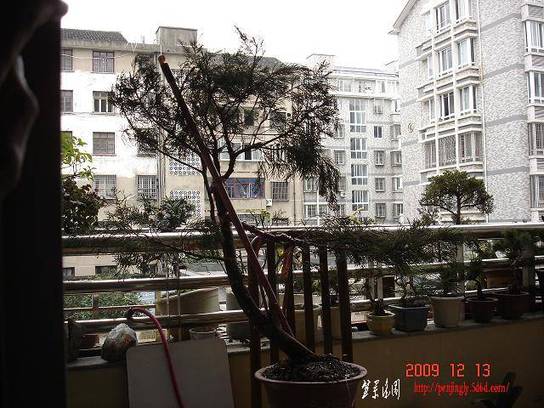 龙柏2.JPG