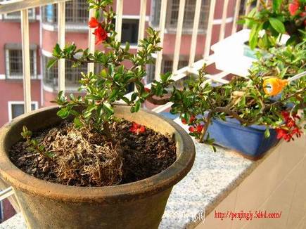 С IMG_5065.JPG