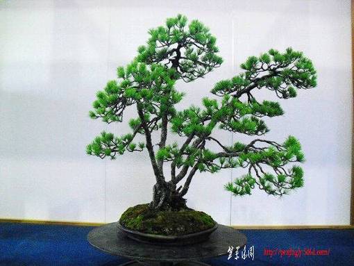20100329-s-383.jpg