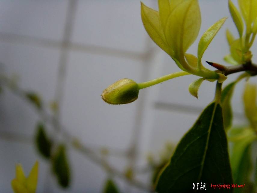 SNV30291.JPG