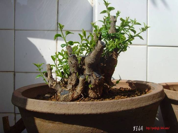 SNV30339.JPG