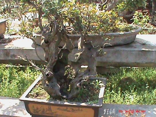 DSC00079.JPG