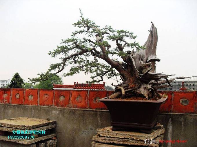 SDC15487.jpg