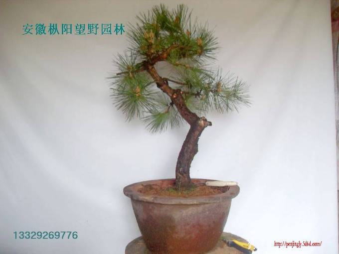 SDC15507.jpg