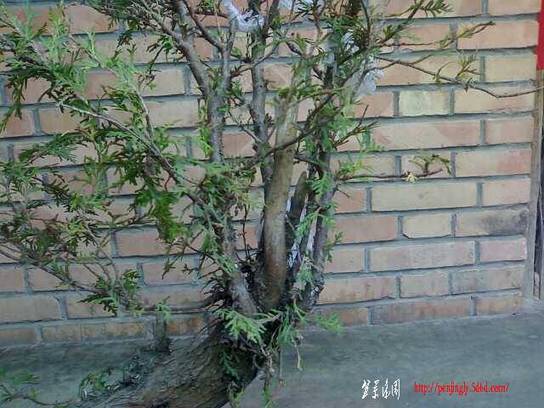 20110415007-С.jpg