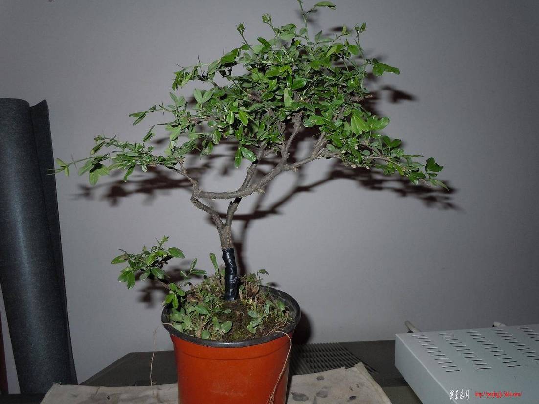 DSCN1405.jpg