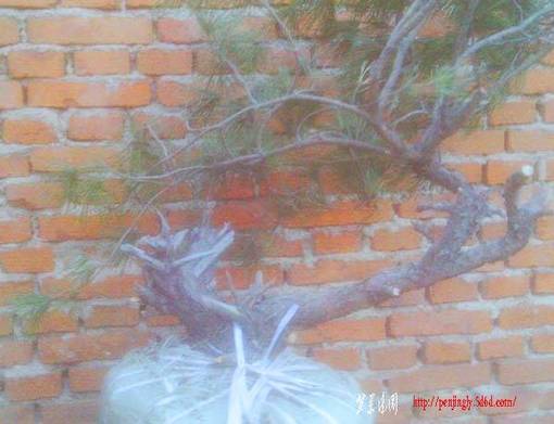 IMAG0038.JPG