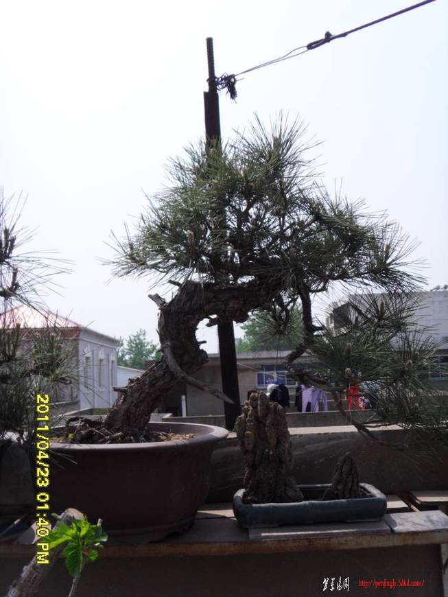 SDC11115.JPG