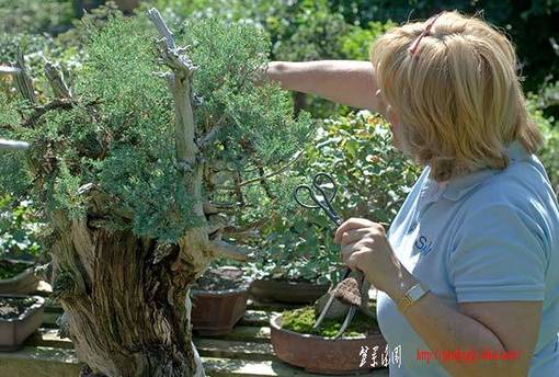 2008_08_nsc_6433v.jpg