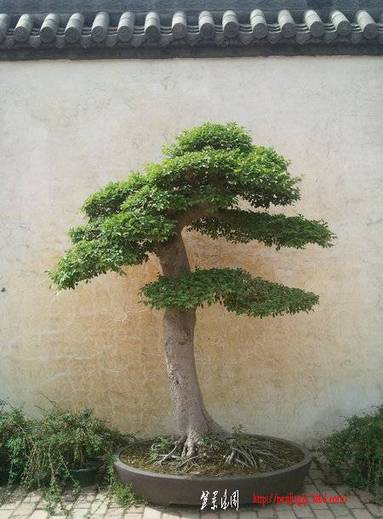 Ƭ0217.jpg