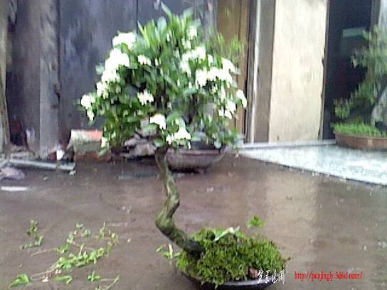 IMG0091A.jpg