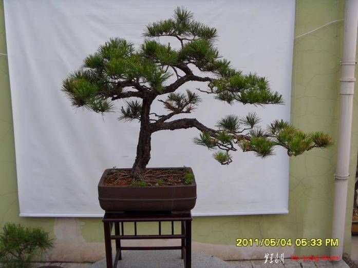 SDC11139.JPG