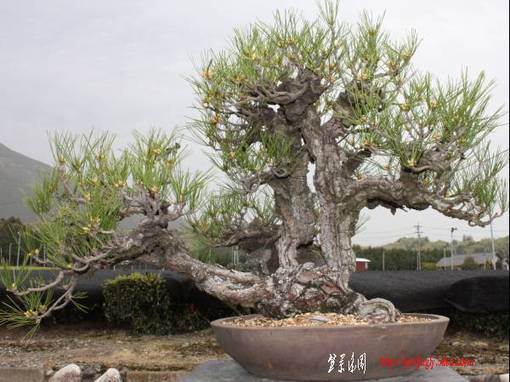 shiki719-img600x449-1304399016kqrqif57886.jpg