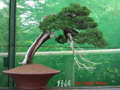 ChineseJuniper_410.jpg