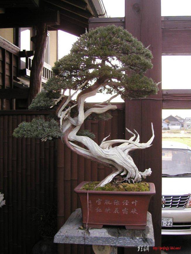 kokofu11.jpg