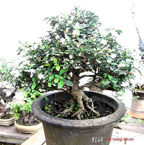 RIMG1352_.jpg