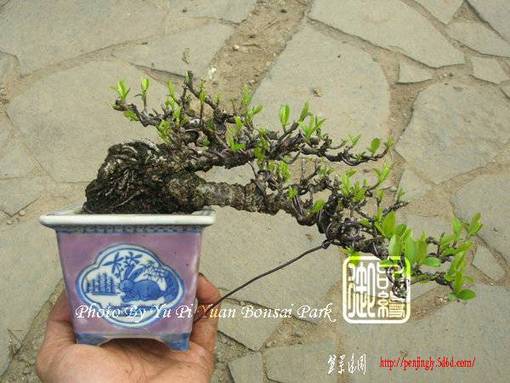 abbr_a2db94db91b65b4414dd32b5040c8a05.jpg