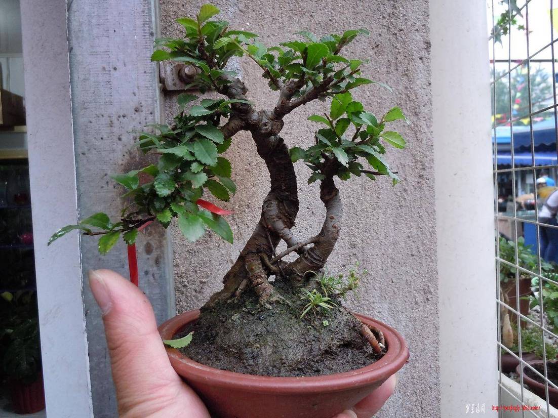 DSCN1540.jpg