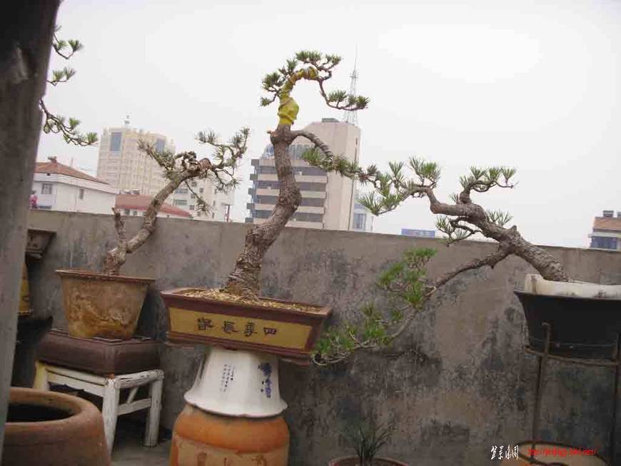 SDC12140.JPG