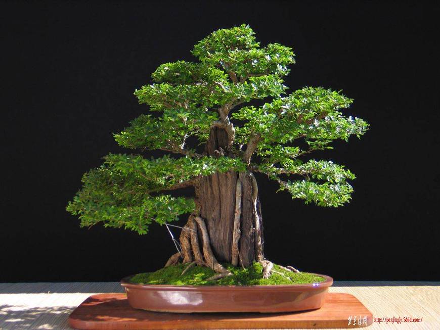 026-Olmo-Chino-56cm.jpg