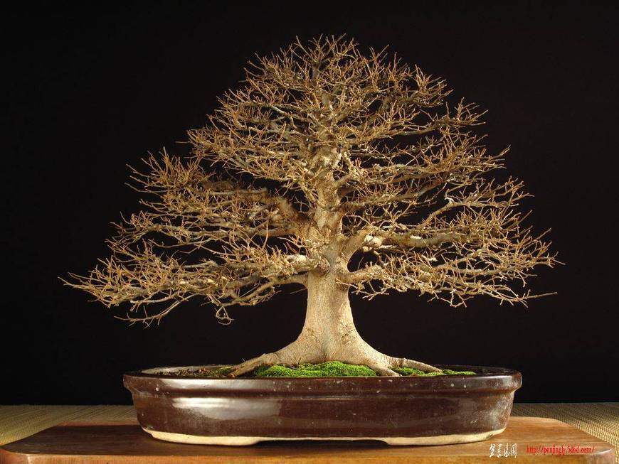 055-1-Certis-Sinensis-40cm.jpg