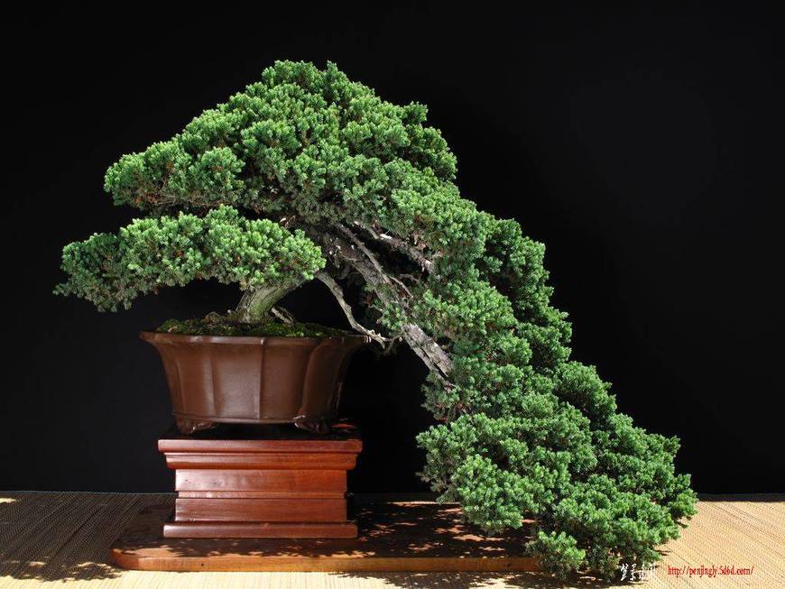012-1-Juniperus-Procumben-Nana-37x90cm.jpg