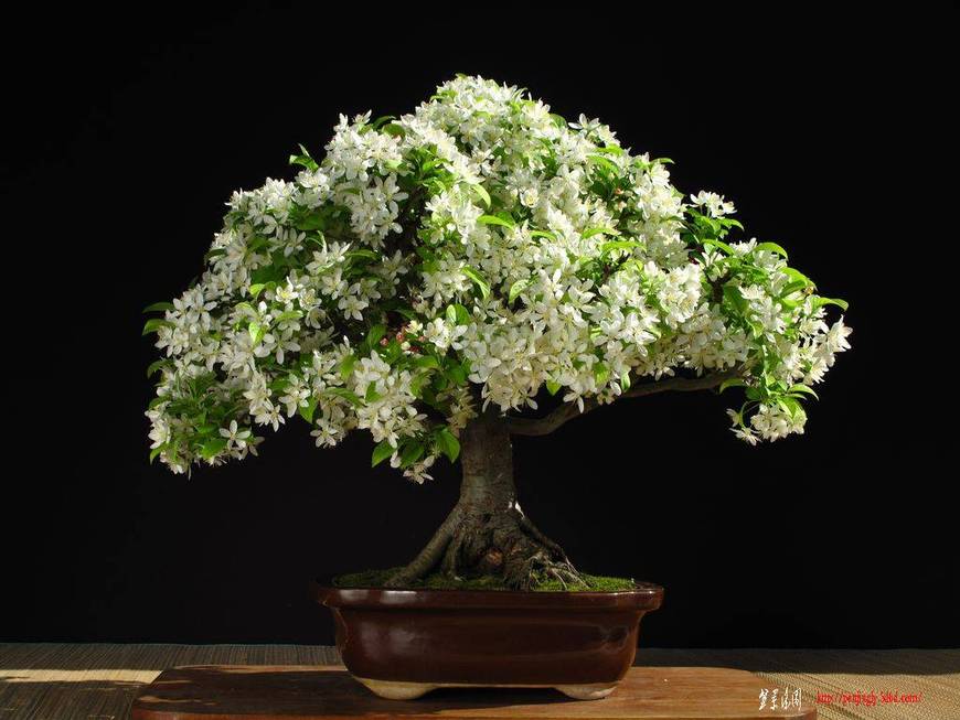 092-Manzano-52cm.jpg