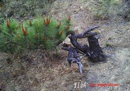 IMAG0019.JPG