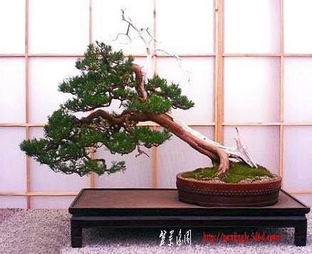 20chinensis2.jpg