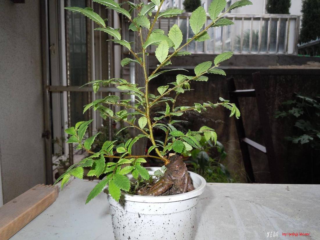 DSCN1559.jpg