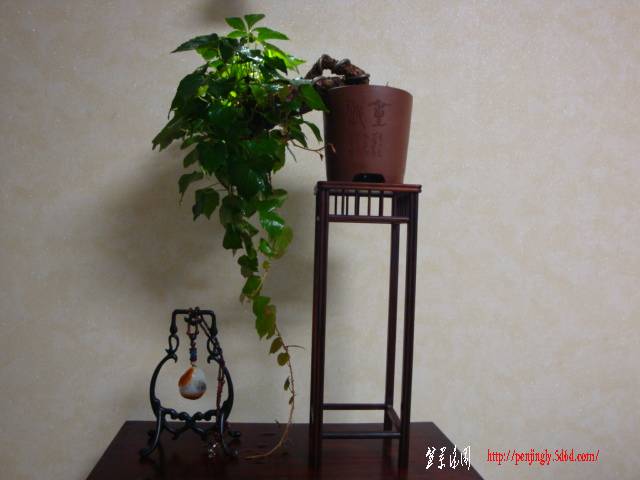 DSC05231.JPG
