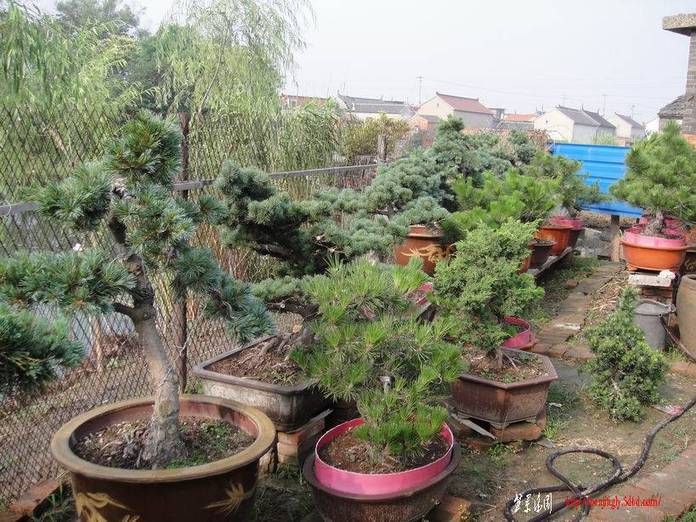 С DSC00952.JPG