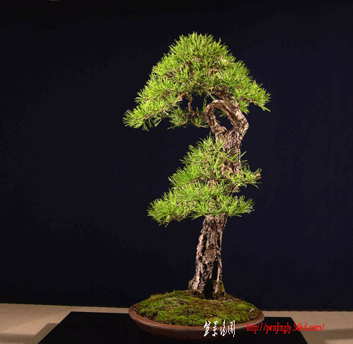 09082b.gif